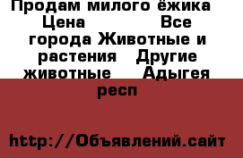 Продам милого ёжика › Цена ­ 10 000 - Все города Животные и растения » Другие животные   . Адыгея респ.